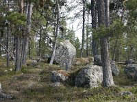 FIN, Lapland, Inari 13, Saxifraga-Dirk Hilbers